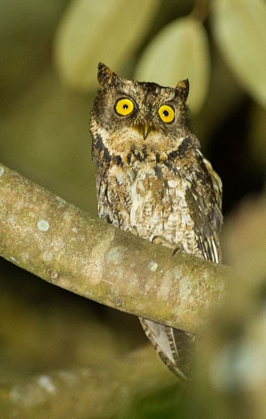 Sulawesi Scops-Owl - ML379455011