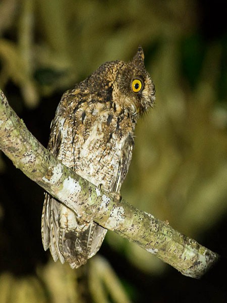 Sulawesi Scops-Owl - ML379455021