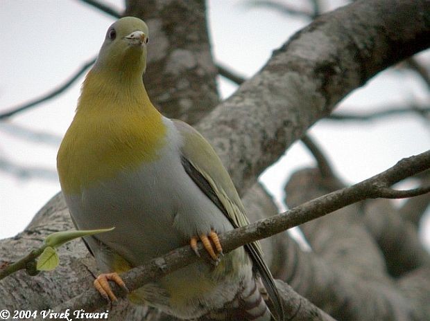 Yellow-footed Green-Pigeon - Vivek Tiwari