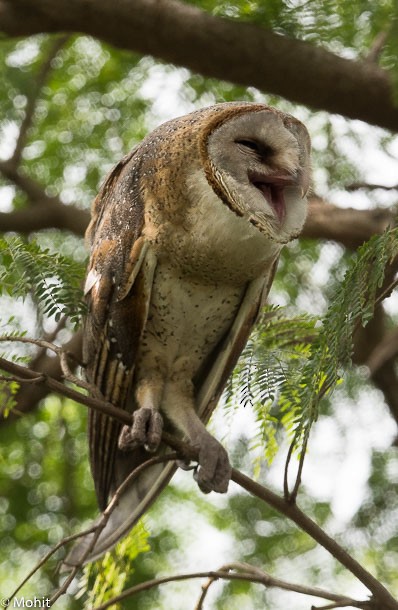 Barn Owl (Eastern) - Mohit Kumar Ghatak