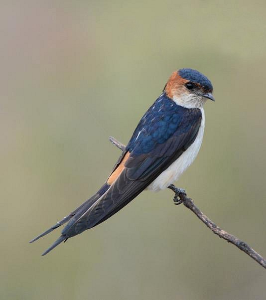 Red-rumped Swallow - ML379461571