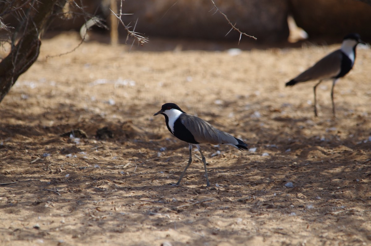 Spur-winged Lapwing - ML37946351