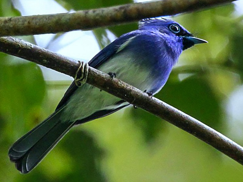 Short-crested Monarch - eBird