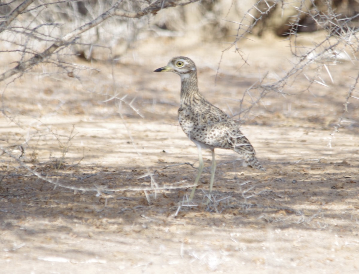 Spotted Thick-knee - ML37946501