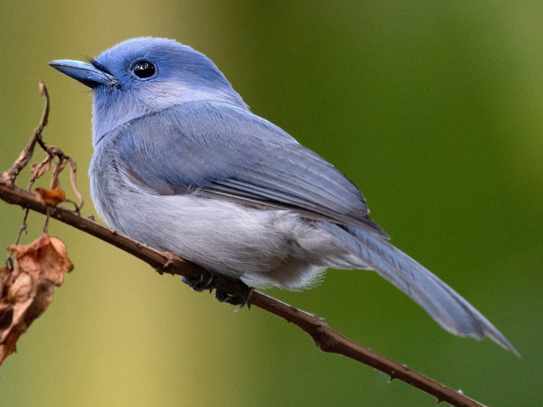 Pale-blue Monarch - Ana Paula Oxom