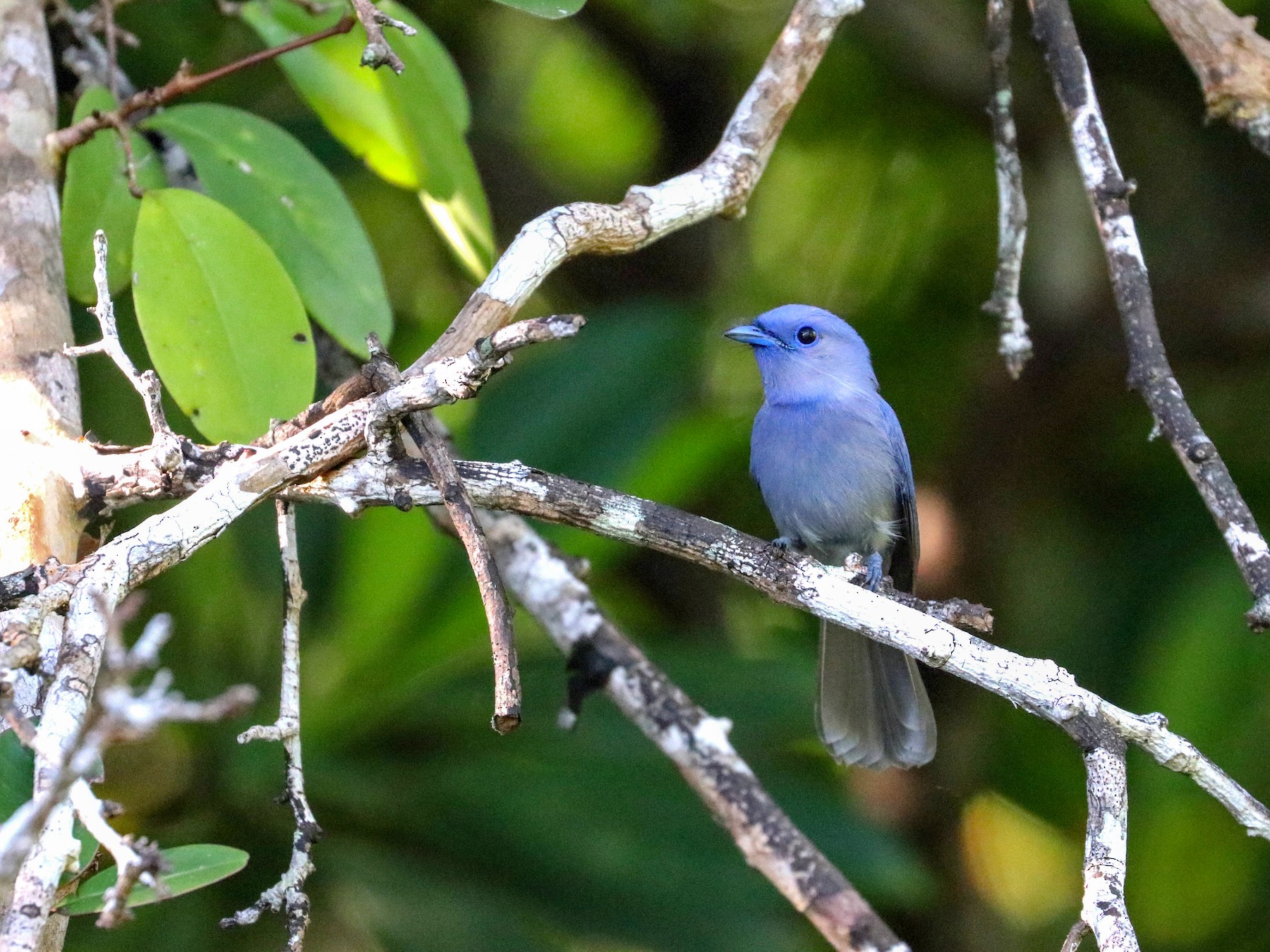 Pale-blue Monarch - Julien Lamouroux