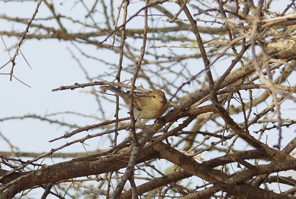 Somali Sparrow - ML37946561