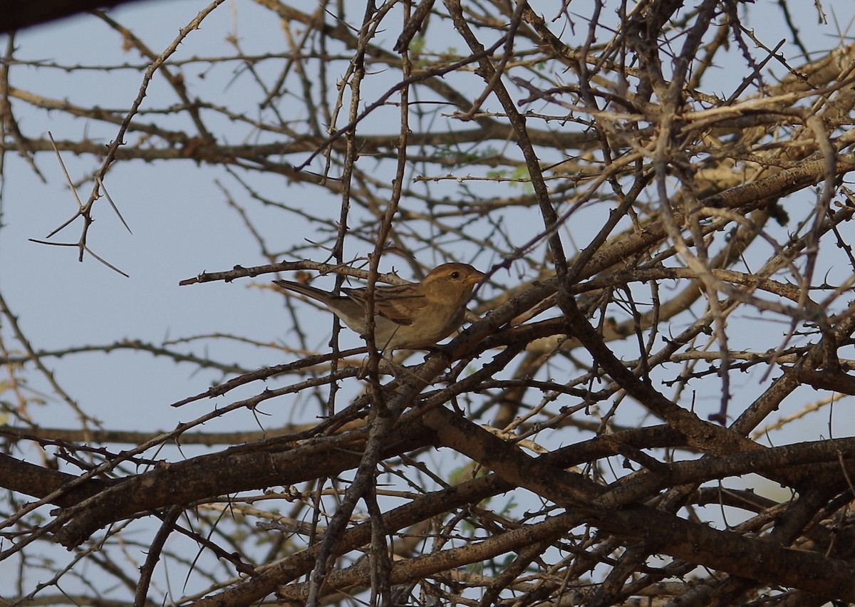 Somali Sparrow - John Tully