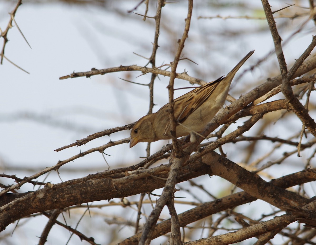 Somali Sparrow - ML37946621