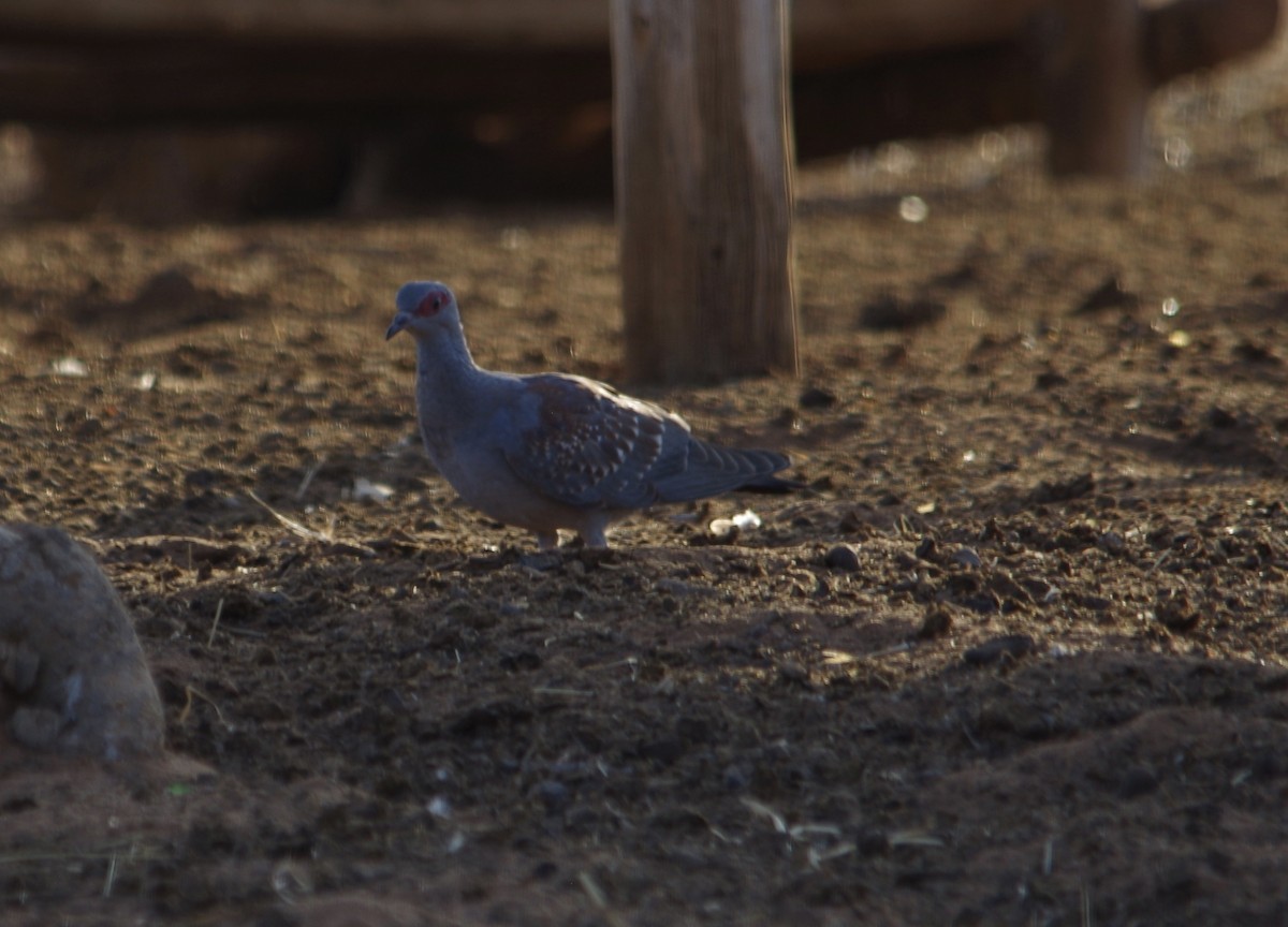 Speckled Pigeon - ML37946751