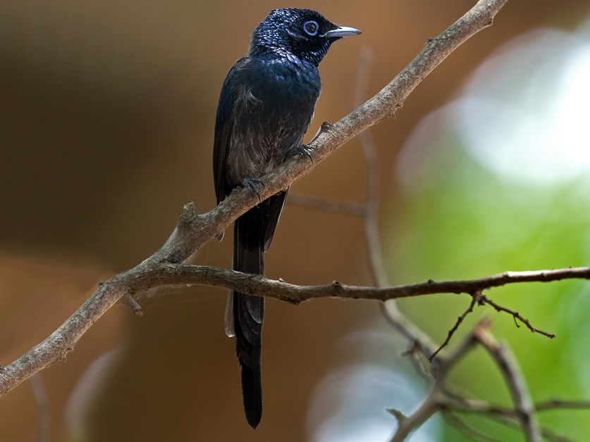 Sao Tome Paradise-Flycatcher - Lars Petersson