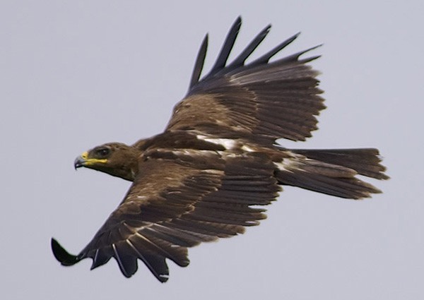 Indian Spotted Eagle - ML379477811