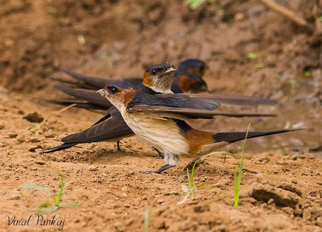 Red-rumped Swallow - ML379481571