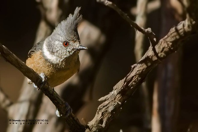 Gray-crested Tit - ML379481641