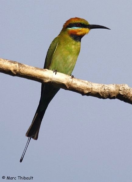 Rainbow Bee-eater - ML379482221