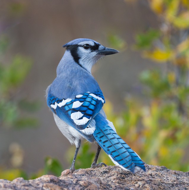 Blue Jay - Vermont eBird