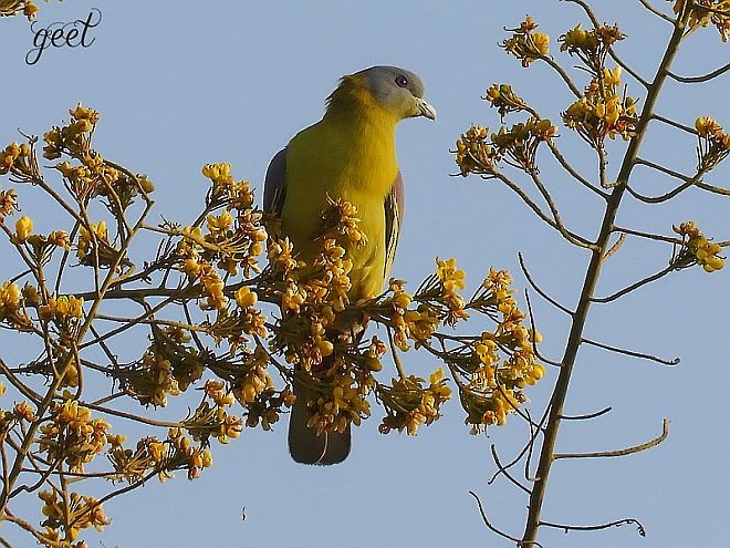 Yellow-footed Green-Pigeon - ML379483251