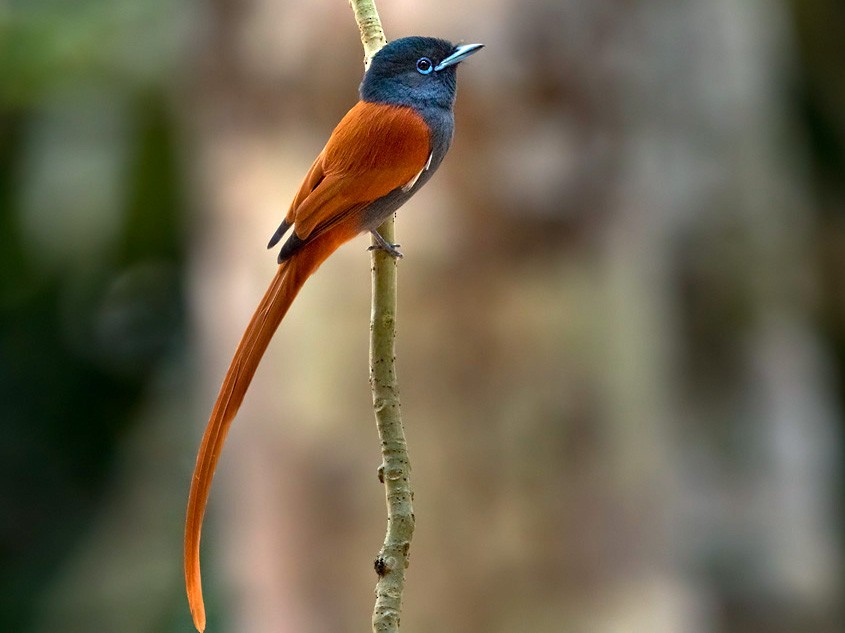 Rufous-vented Paradise-Flycatcher - Lars Petersson | My World of Bird Photography