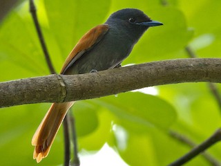 Rufous-vented Paradise-Flycatcher - eBird