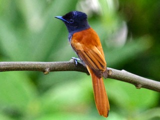Rufous-vented Paradise-Flycatcher - eBird