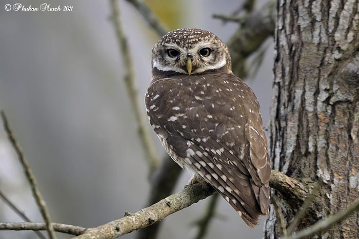 Spotted Owlet - Raj Phukan