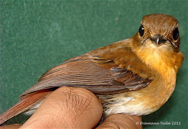 Rufous-chested Flycatcher - Pramana Yuda