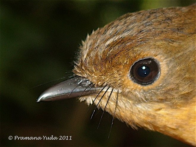 Rufous-chested Flycatcher - ML379486591