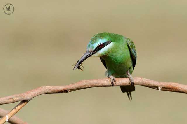 Blue-cheeked Bee-eater - ML379487561