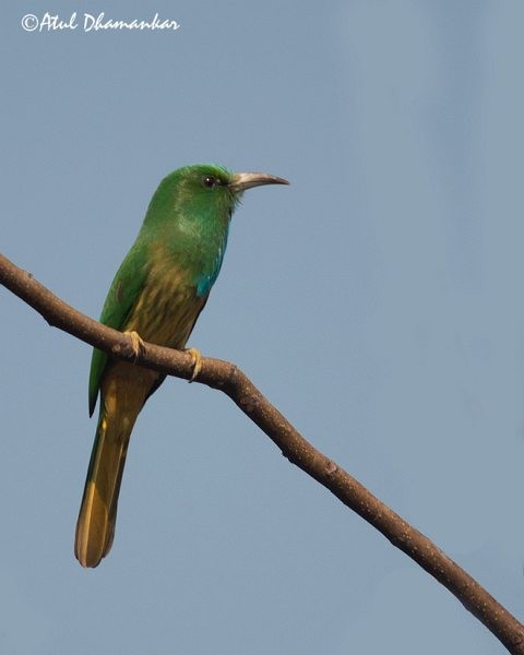 Blue-bearded Bee-eater - Atul Dhamankar