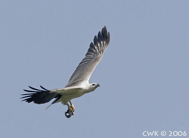 White-bellied Sea-Eagle - Weng Kwong Cheah