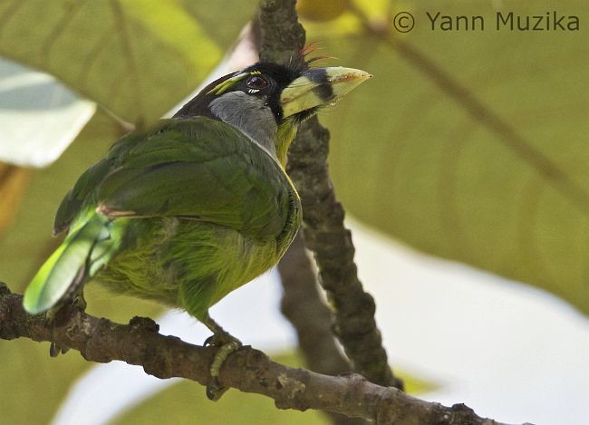Fire-tufted Barbet - ML379490011