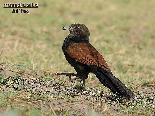 Greater Coucal (Southern) - ML379490911