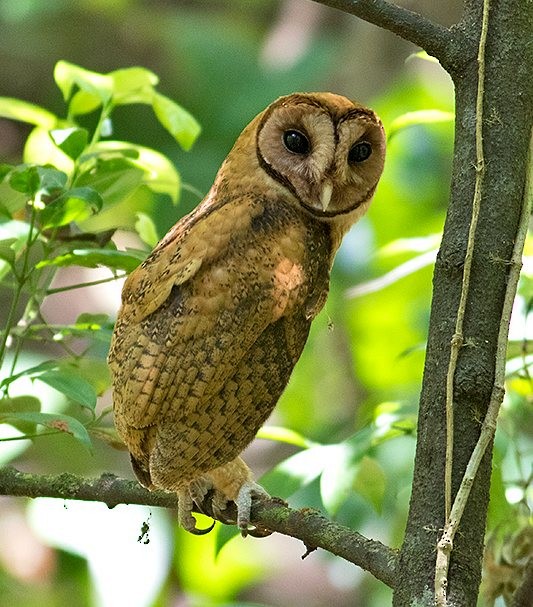 Minahasa Masked-Owl - ML379493601