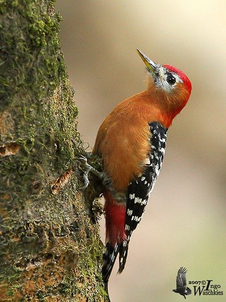Rufous-bellied Woodpecker - ML379495771