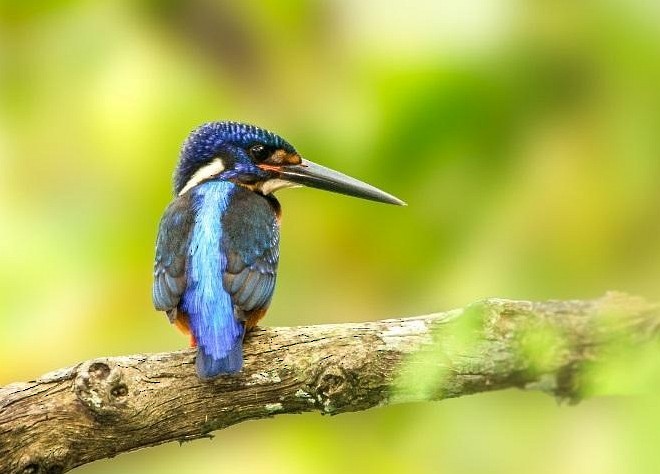 Blue-eared Kingfisher - ML379496321
