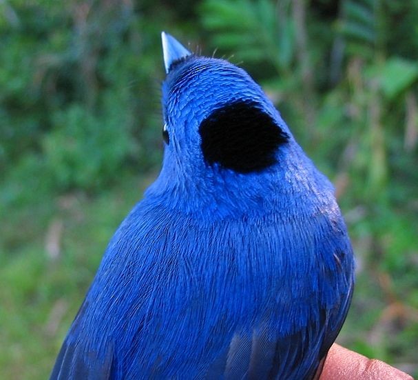 Black-naped Monarch - Wouter Thijs