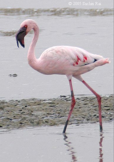 Lesser Flamingo - Sachin Rai