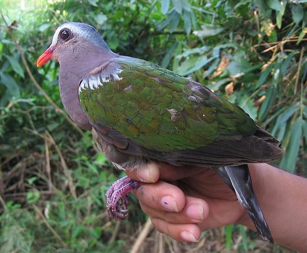 Asian Emerald Dove - Wouter Thijs