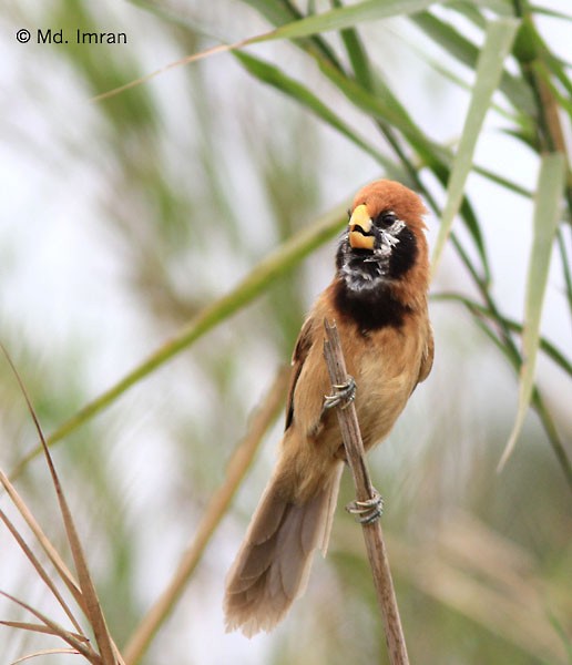 Black-breasted Parrotbill - ML379497401