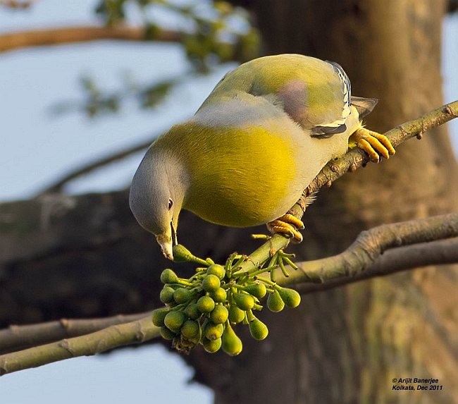 Yellow-footed Green-Pigeon - ML379498471
