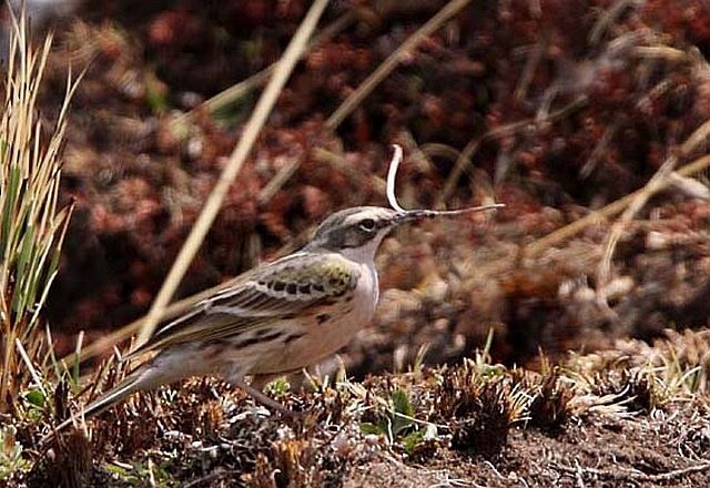 Rosy Pipit - ML379499491