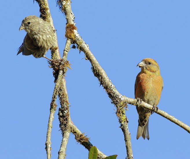 Red Crossbill (Himalayan) - ML379500681
