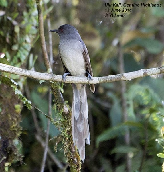 Long-tailed Sibia - ML379501171