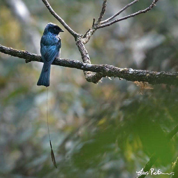 Lesser Racket-tailed Drongo - ML379501321