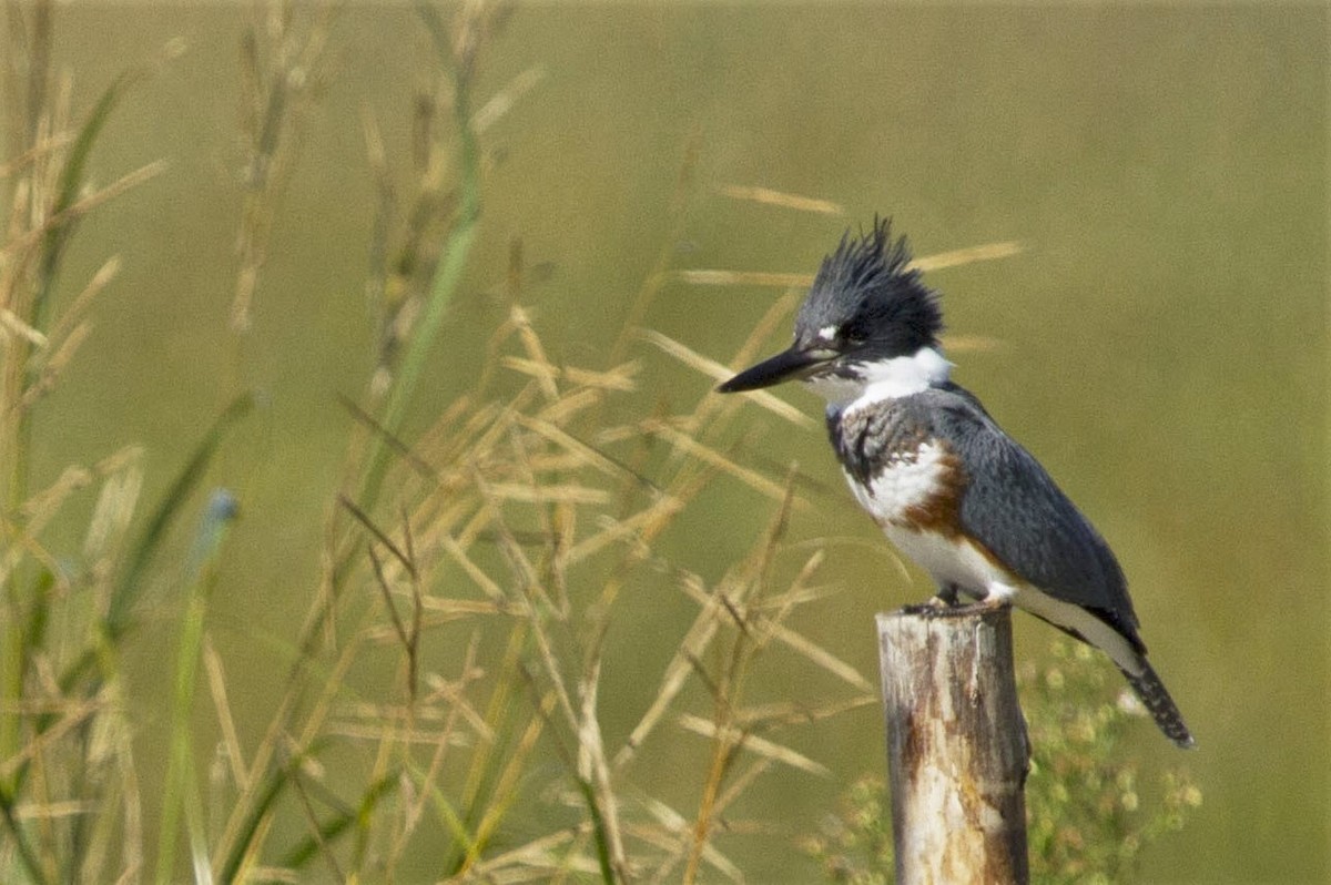 Belted Kingfisher - ML37950381