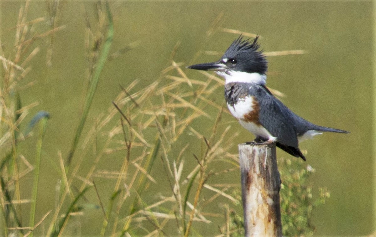 Belted Kingfisher - ML37950401