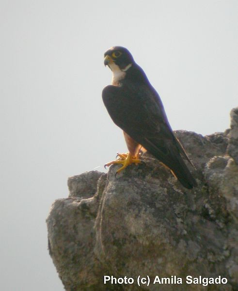 Peregrine Falcon (Shaheen) - ML379504411