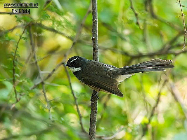 Spot-breasted Fantail - ML379504441
