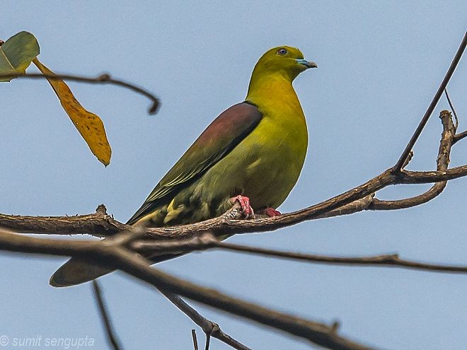 Wedge-tailed Green-Pigeon - ML379505071