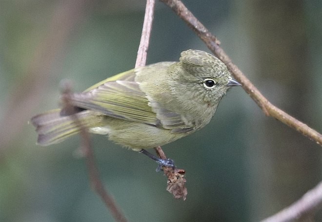Yellow-browed Tit - ML379507271